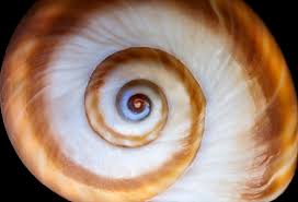 spiral shell